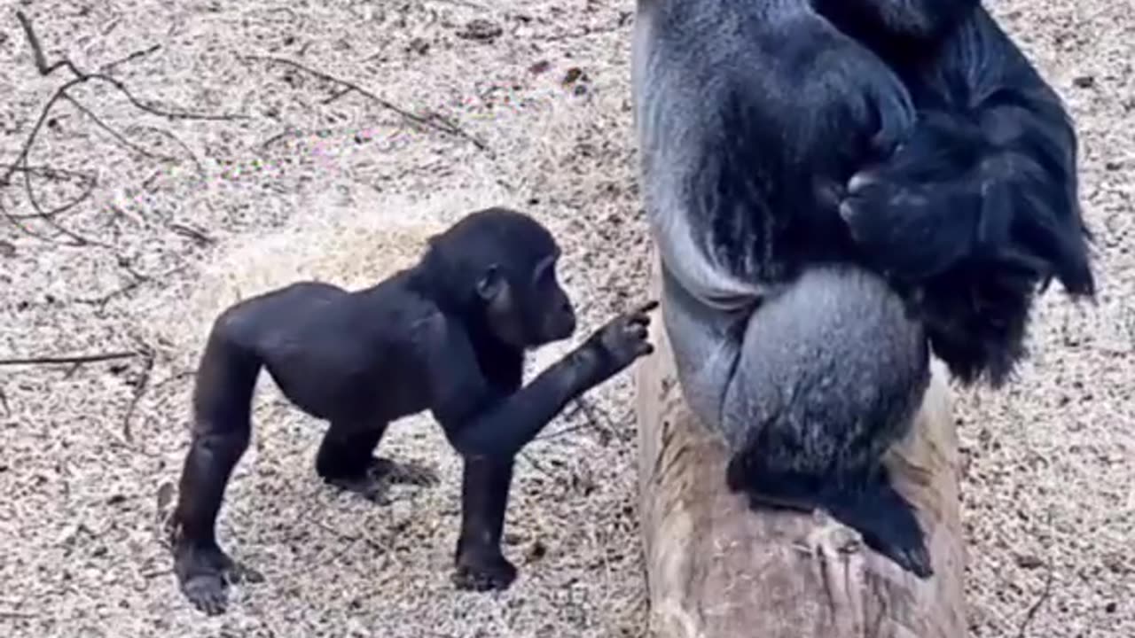 The gorilla is nosy