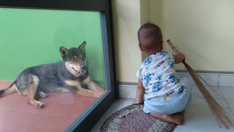 This dog did not like the boy around with it