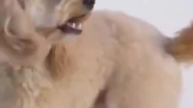 Cute dog