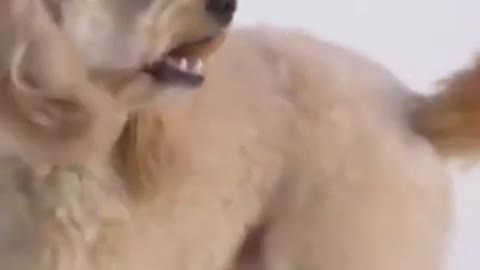 Cute dog