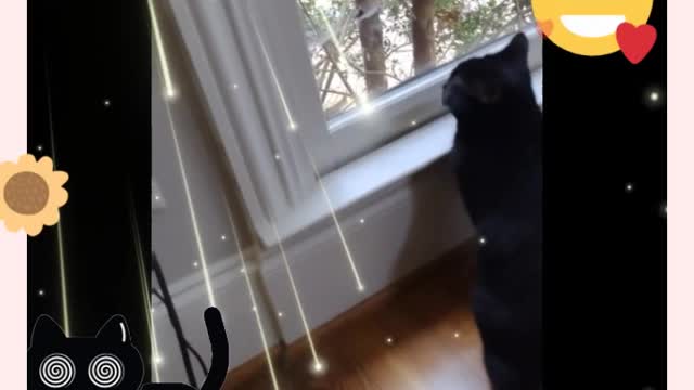 Window cat...