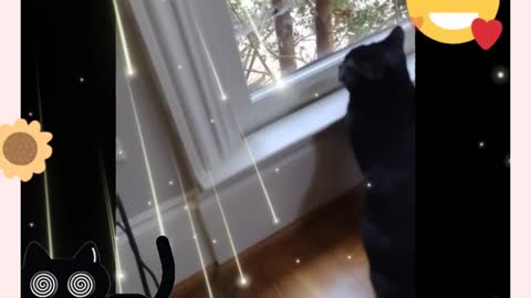 Window cat...