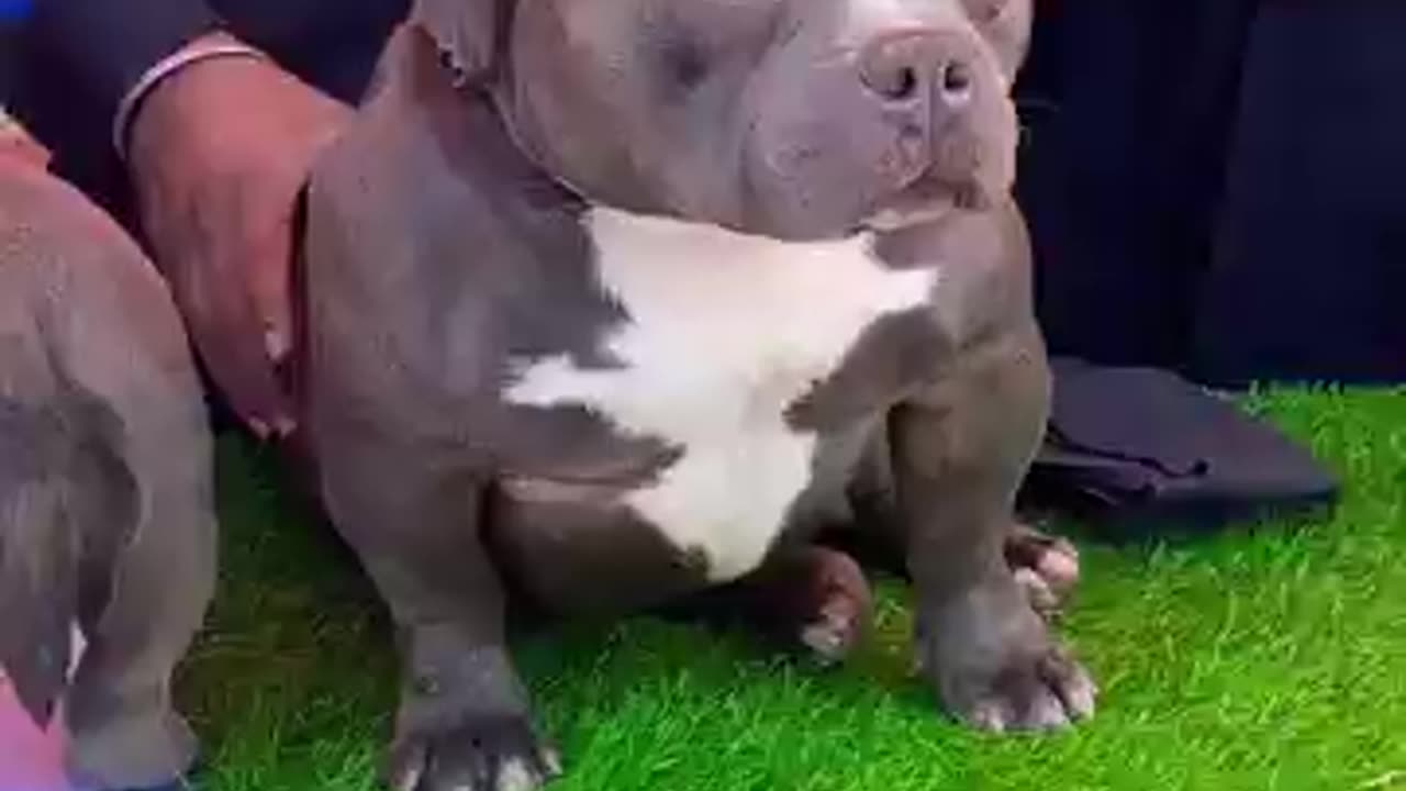 7 Years से American Bully की Breeding कर रहे हे😱 #shorts