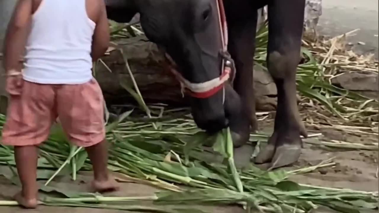 Farmer's son buffalo fan