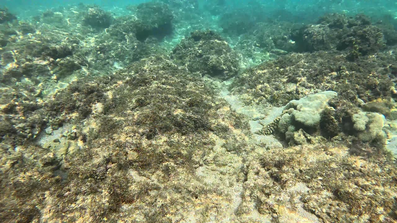 Snorkeling in the shallows before hitting the reef