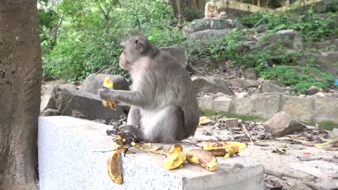 Monkey's eating Banana