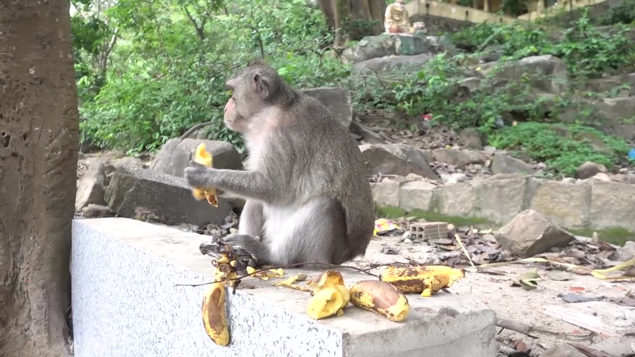 Monkey's eating Banana