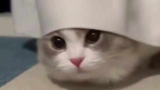 Omg So Cute Cat Best Funny Cat Video.