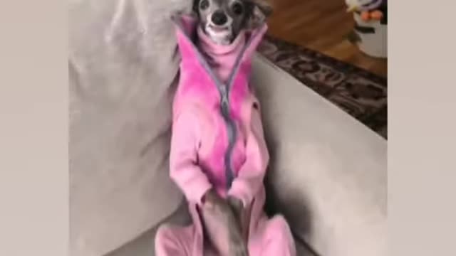 cute 🥰 @tikatheiggy 😁