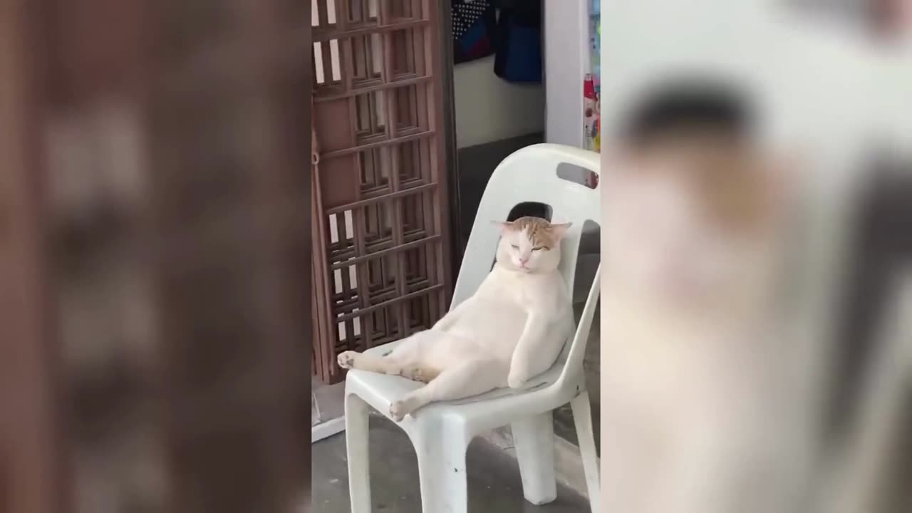 MR CHUCKLES 🦆 TRY NOT TO LAUGH PT 12🤣🤣🤣