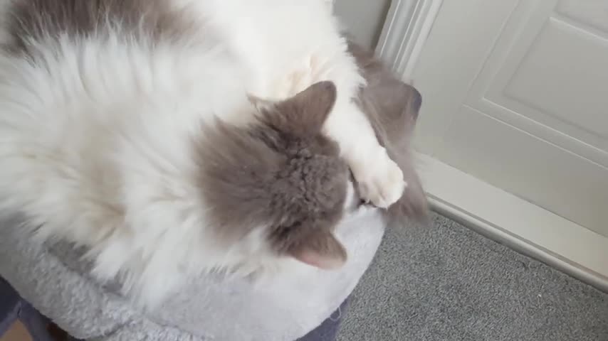 Fluff doughnut cat