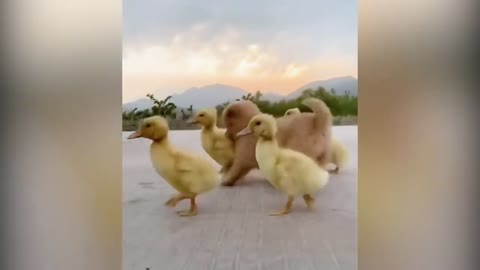 Cute puppy 🐶 with ducking friends 😍