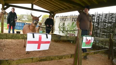 'Psychic' alpaca predicts winners of England's World Cup fixtures