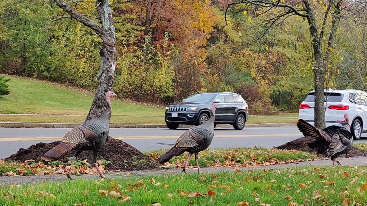 Wild Turkeys in Waltham Massachusetts