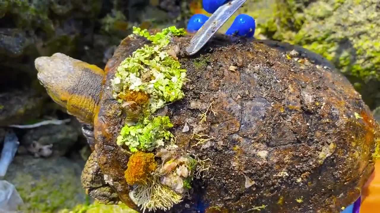 Cute sea turtle desperate searching for help becoz can't remove the parasite barnacles by herself