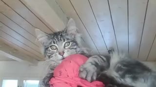 crazy kitten hairmask flip out