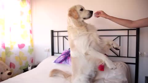 Funny Dog Reacts to Squeaker [BEST REACTION EVER]