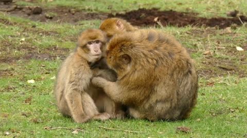Little Monkey enjoying with his Father and Mother