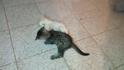 My two cats start fighting each other