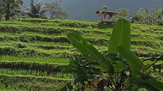 rural environment
