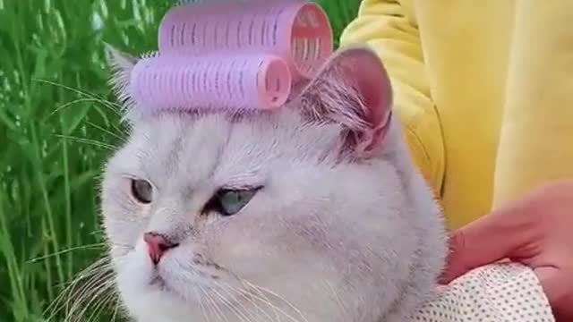 A beauty cat#foryou #cat #pet #animal #beauty #makeup #lovely #funnypet #funnyanimal #funycat