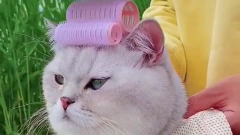 A beauty cat#foryou #cat #pet #animal #beauty #makeup #lovely #funnypet #funnyanimal #funycat