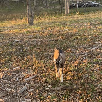 Wether Buckling Goat 10.2022