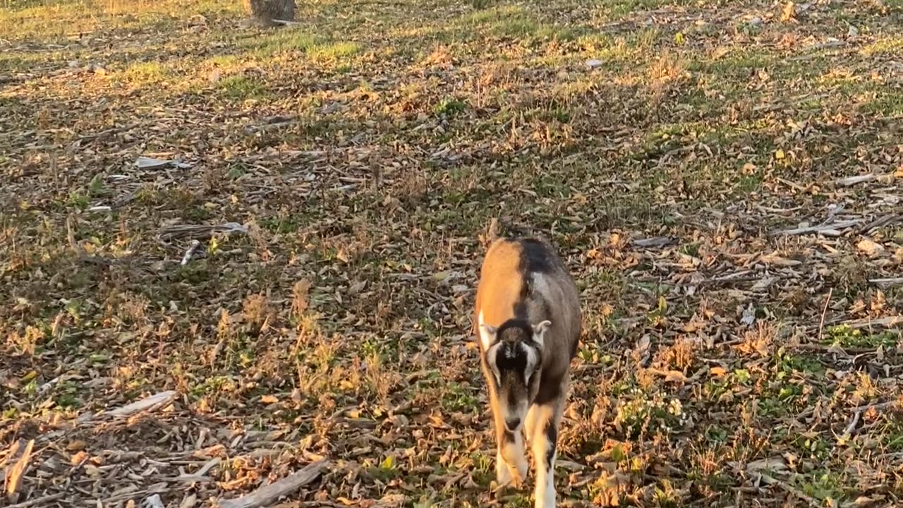 Wether Buckling Goat 10.2022