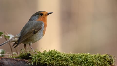 Robin the beautiful bird