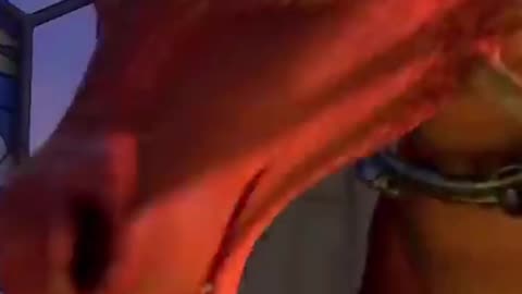 Sabías Que En Shrek