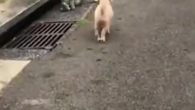 Try not to laugh challenge | Animals funny moments viral video 🤣🤣🤣