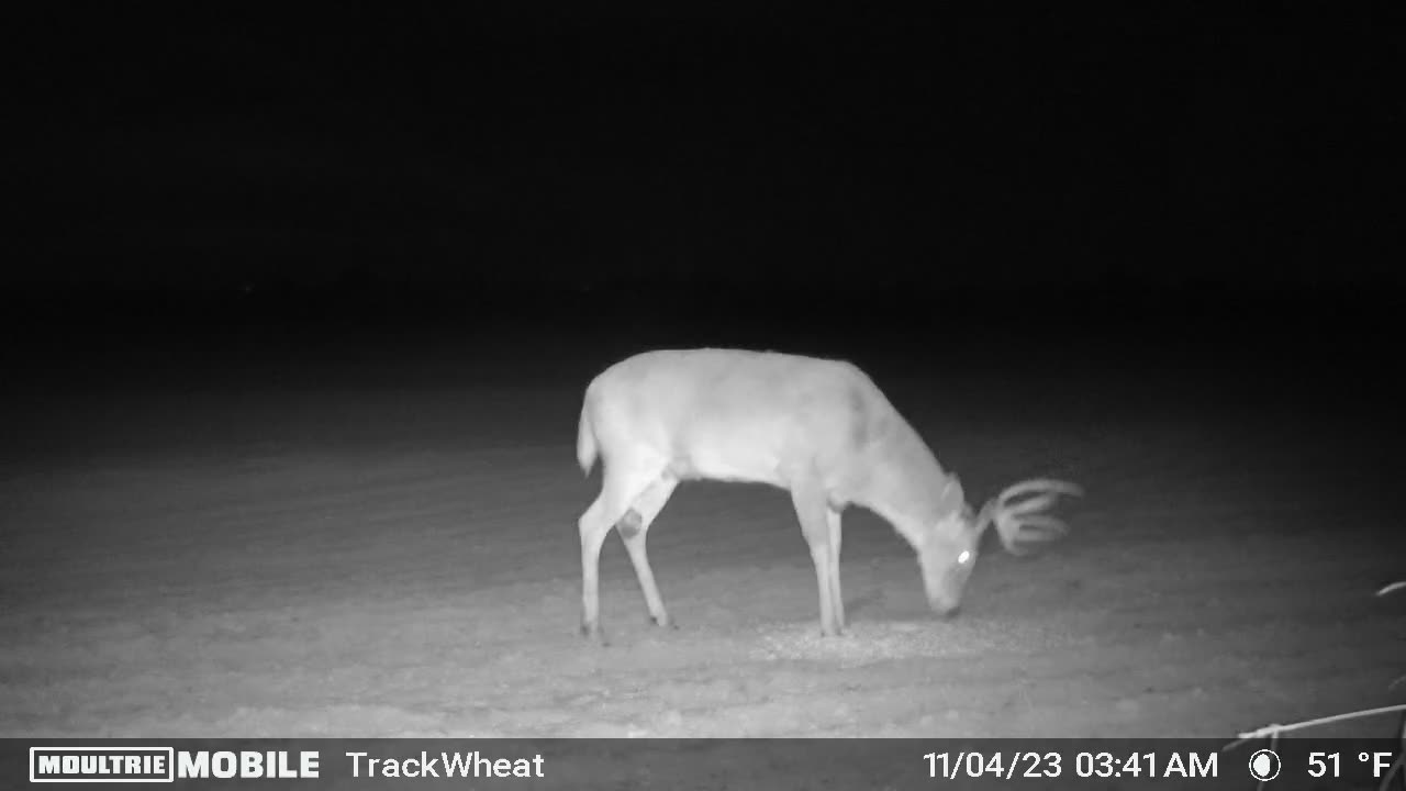 8 Point Buck - Trigger