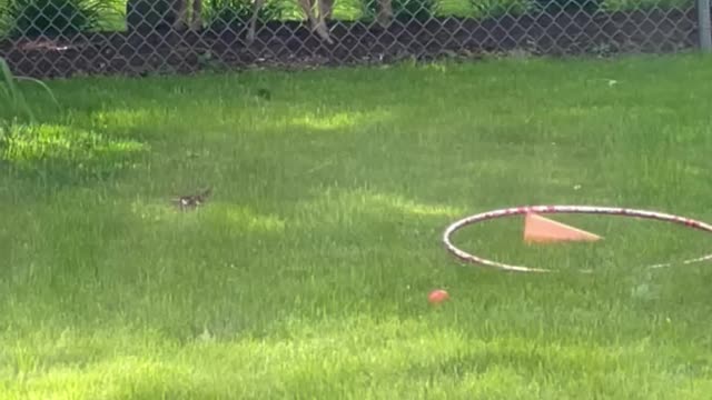 Playful visitors