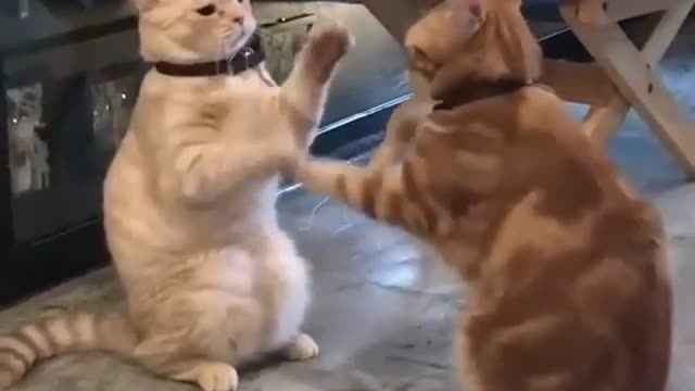 Two cats playing as human