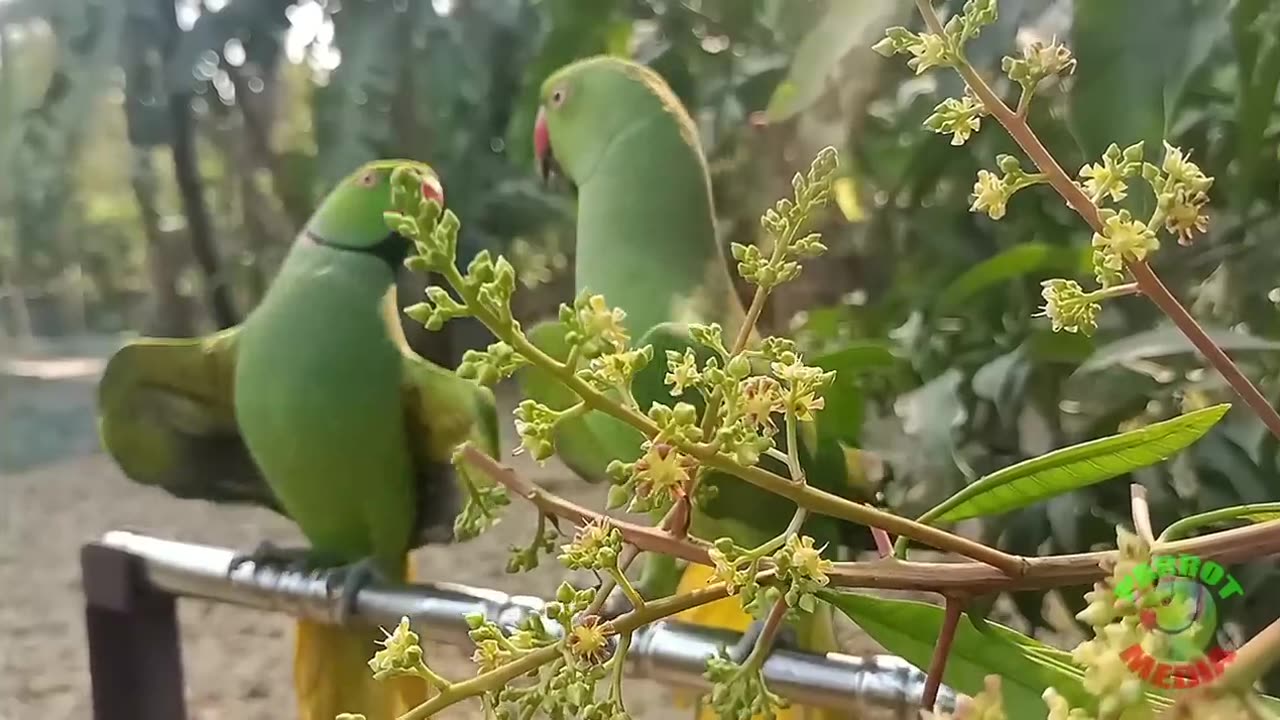 Ringneck Parrot Videos Compilation