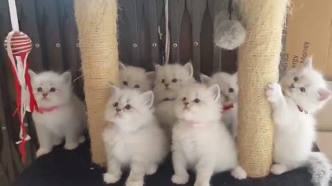 funny and cute cat baby