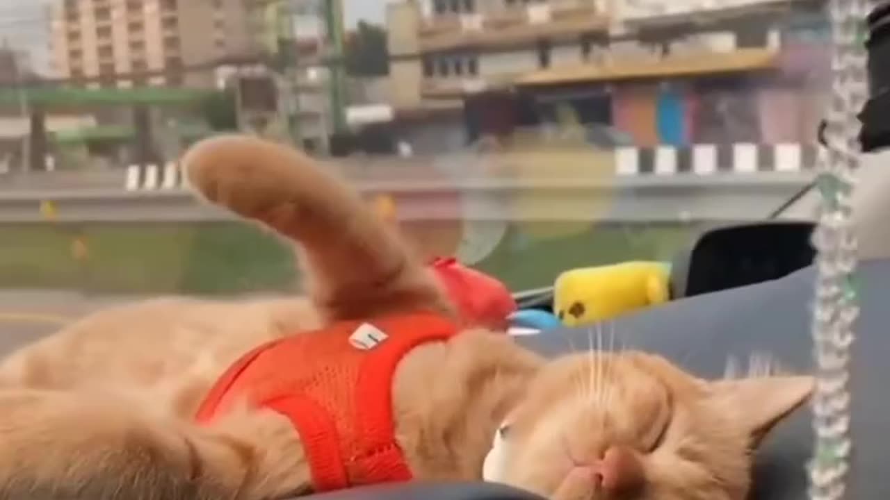 Funny and Cute Cats Video #168