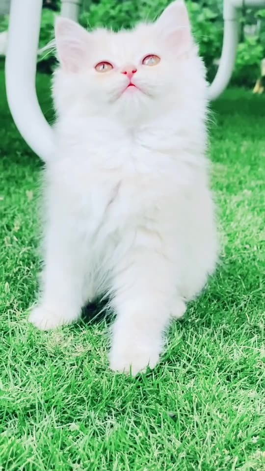 Sooo cute cat