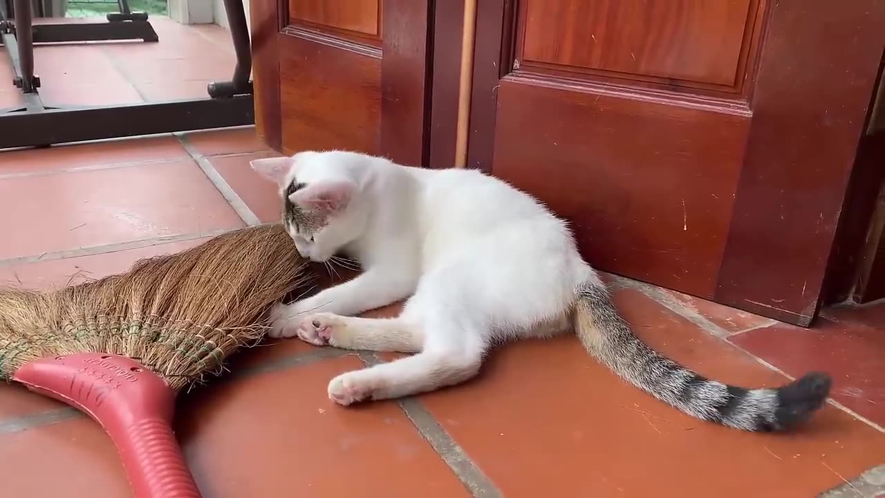 🥰 Cute Cat 🐈 Cute Cat Funnyast Moments 😊