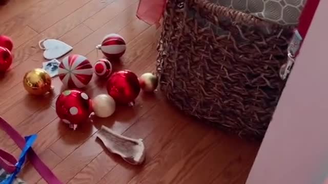 Who wants a Bernese Mountain Dog