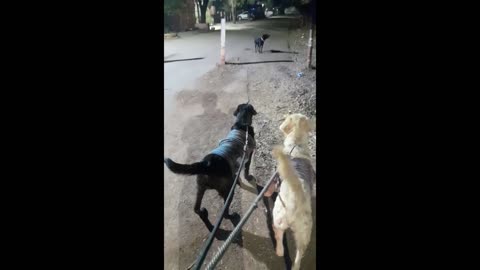 STREET DOGS ATTACK ON MY LABRADOR 😖😖