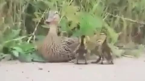 Police rescue ducklings