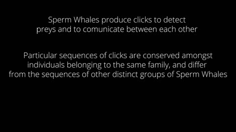 THE SOUND OF SPERM WHALES