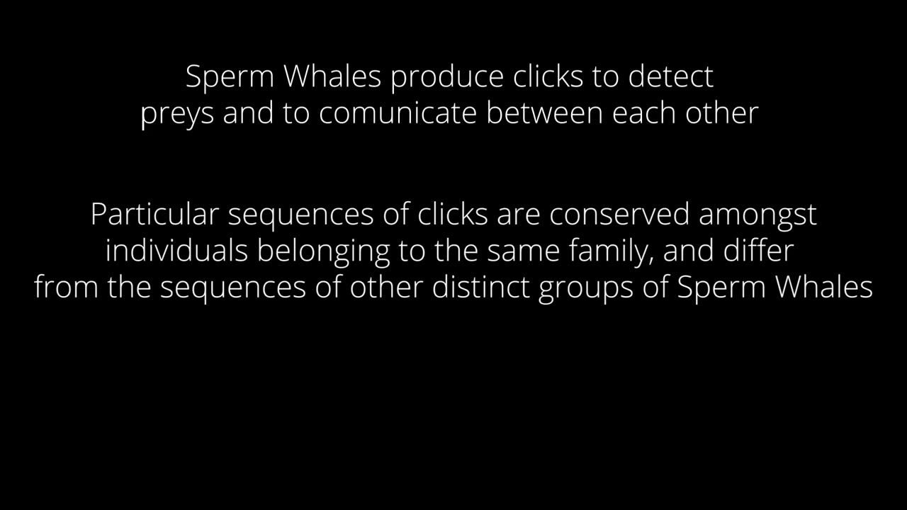 THE SOUND OF SPERM WHALES