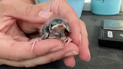 Brevard Zoo welcomes critically endangered grasshopper sparrow chicks