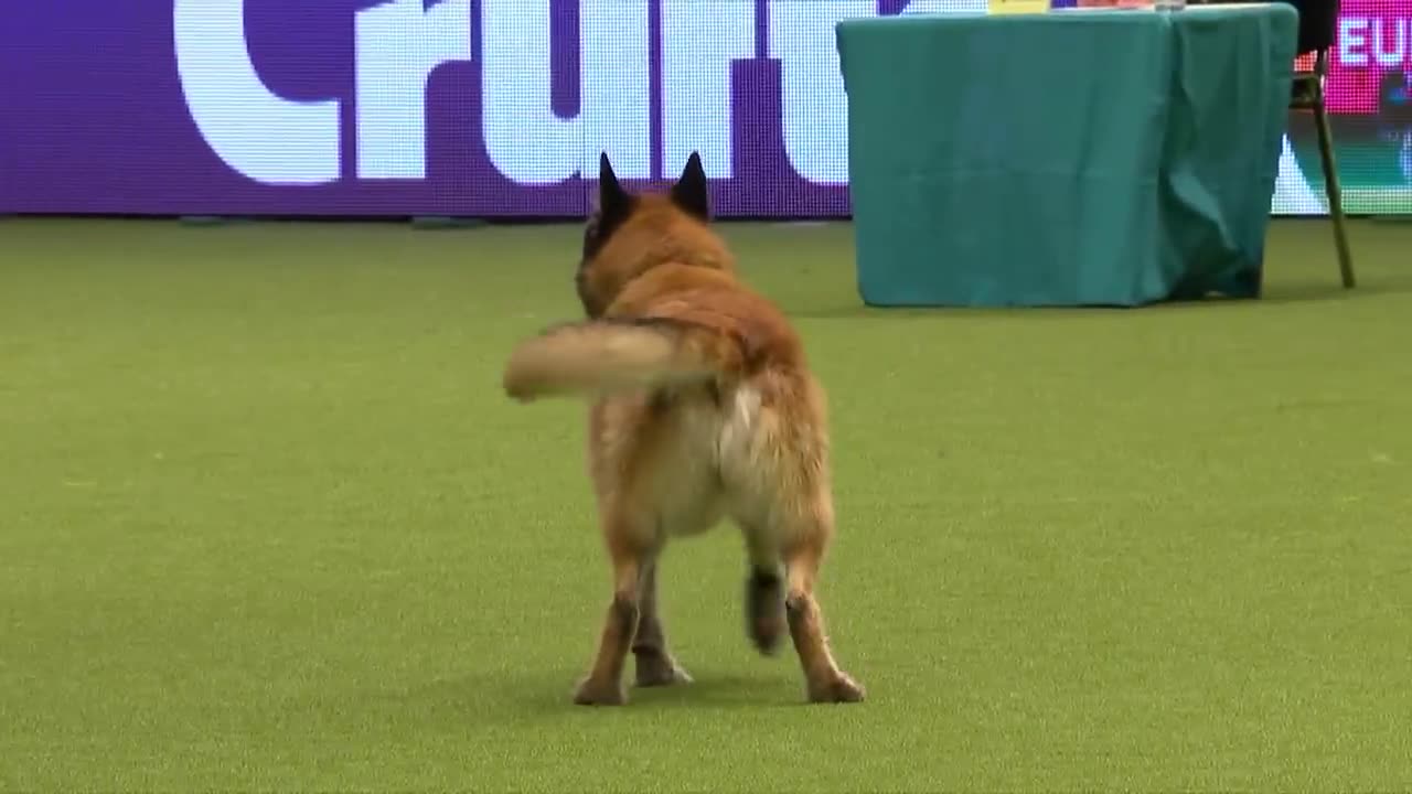 Brilliant Dog Performance