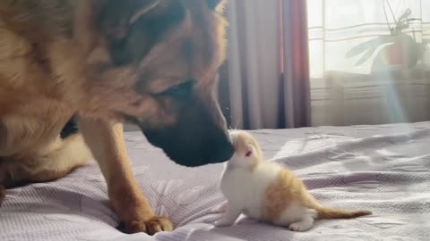 Cat Kissing The Dog