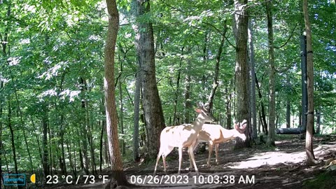 The Woods – 06/27/2023