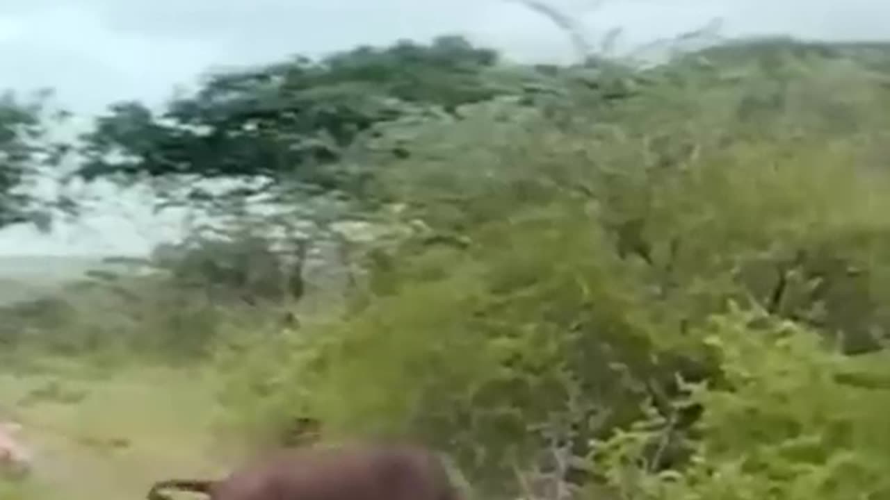 Bull vs Big Cat Fight in the Wild