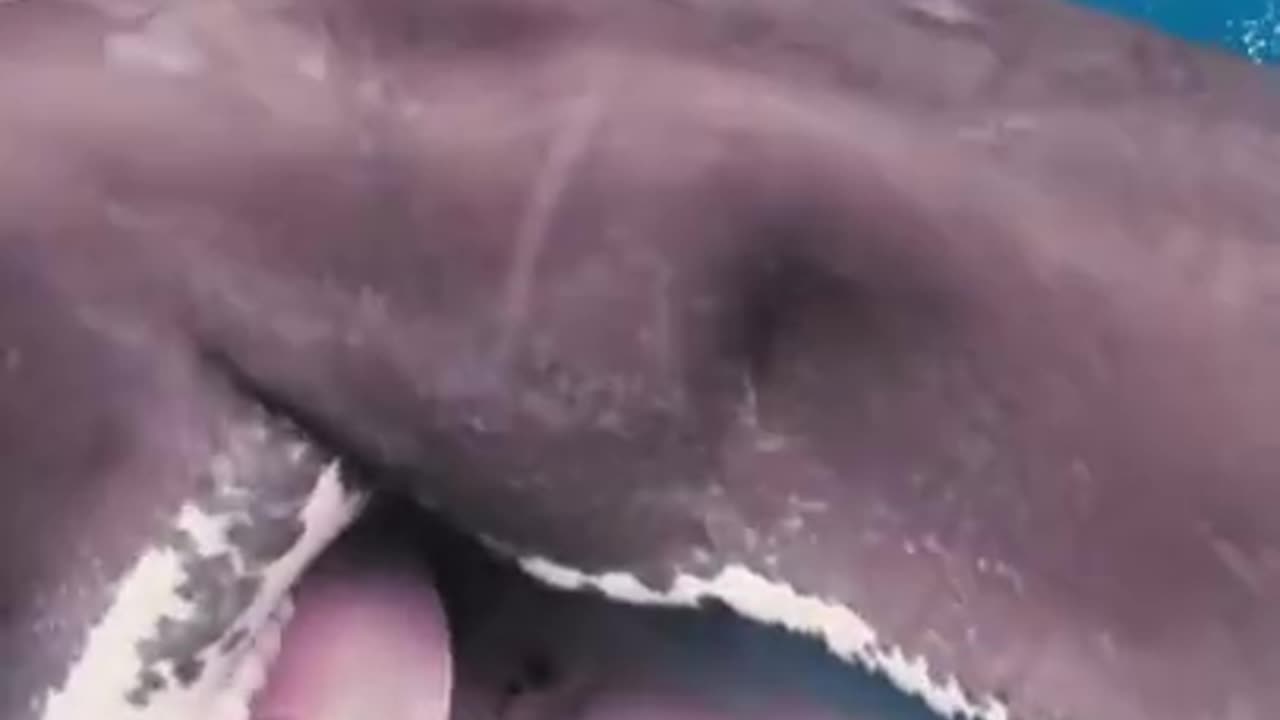 CACHALOTE